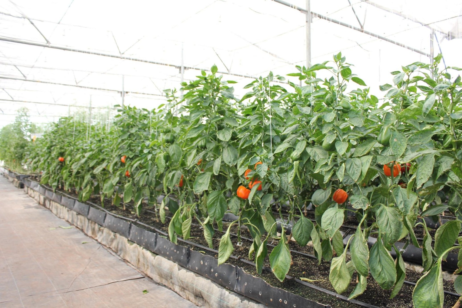 Greenhouse Project 26